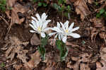 Bloodroot